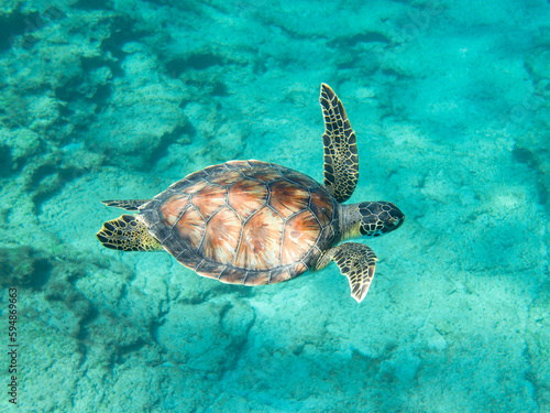 A beautiful green sea turtle in the sea of Cyprus 