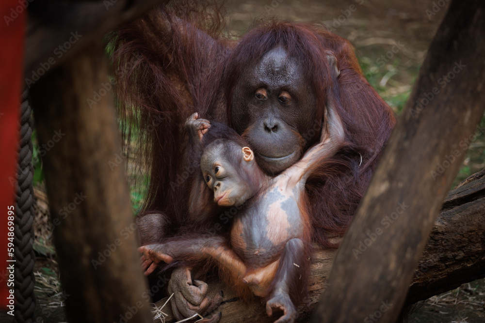 an orang utan baby playing with its mother