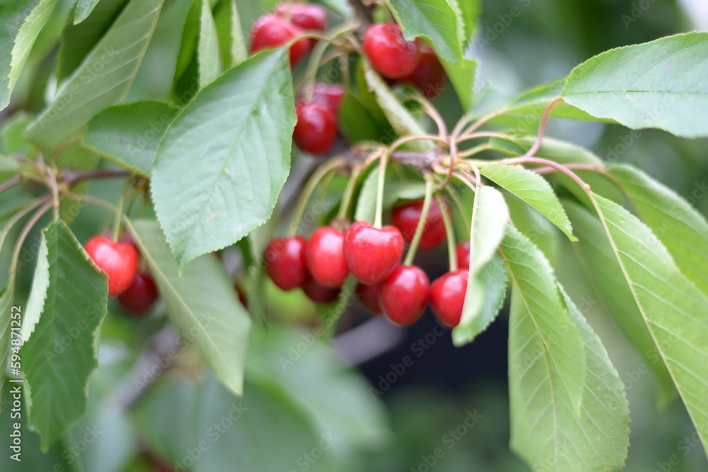 Obraz premium A harvest season of fruits