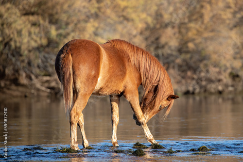 Red bay stallion wild horse scratching an itch during morning golden hour at the Salt River near Mesa Arizona United States