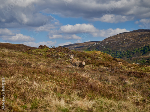 roe deer stag standing in landscape of scottish highlands.