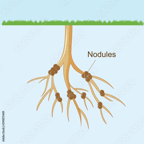 Bacteria nodules of roots.Root nodules associate with symbiotic nitrogen fixing bacteria known as Rhizobia. within legume nodules nitrogen gas is converted into ammonia. photo