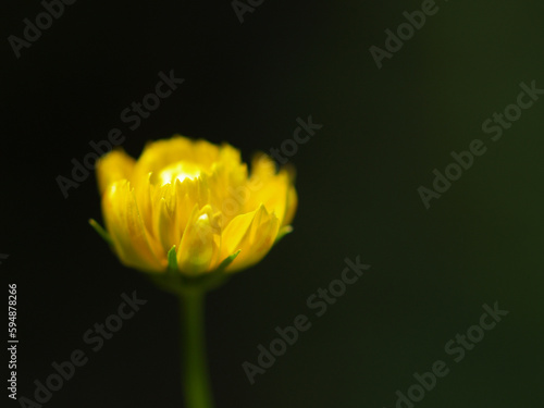 bright yellow flower on dark background abstract