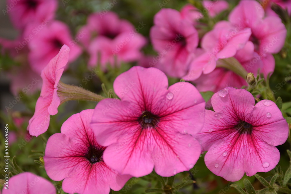 Fototapeta premium COLOR ROSA