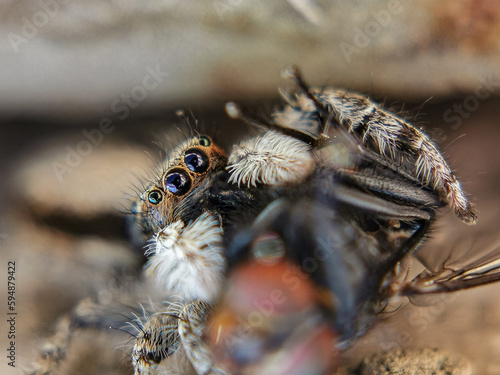 macro of a spider