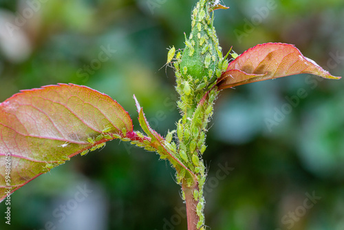 Cuadro en lienzo Colony of green aphids on a rose branch.