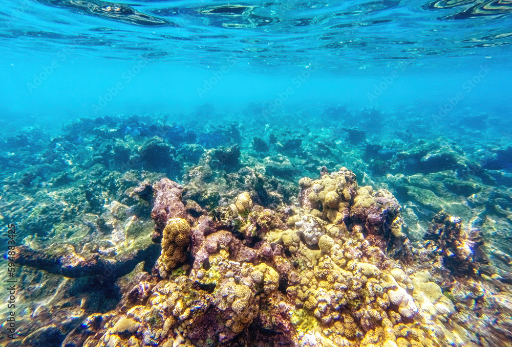 Caribbean seabed with colorful underwater life Caribbean seabed with colorful underwater life