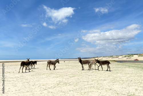 Group of donkeys in the desertic area of Lagoinha in the Northeast of Brazil