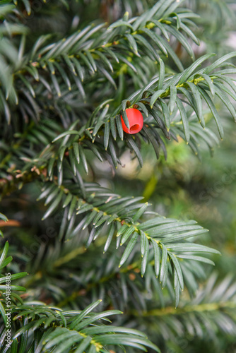 Taxus baccata with berry in autumn