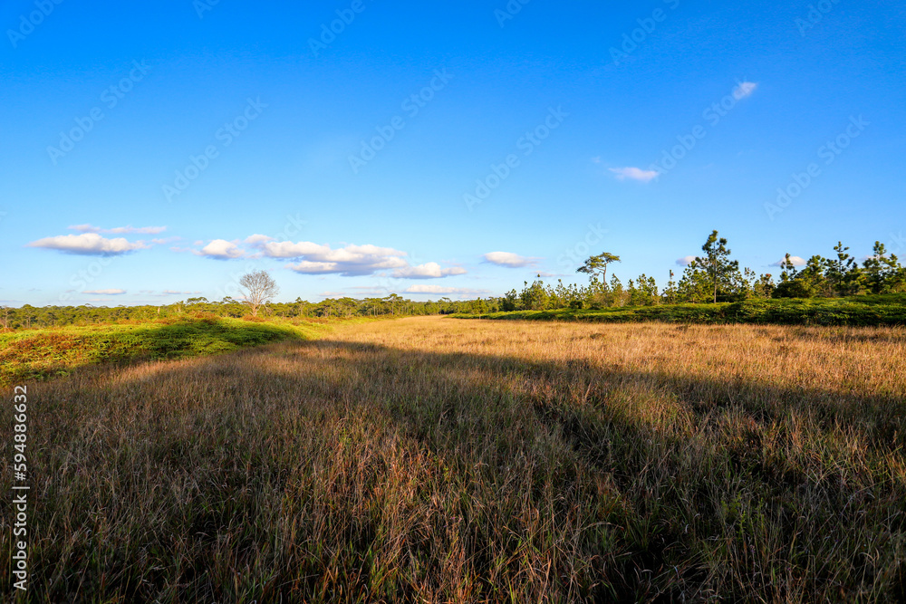 Fototapeta premium Meadows on Phu Kradueng Mountain