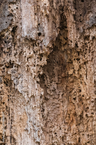 Incredible Details Revealed Inside the Bark of a Rotten Old Tree