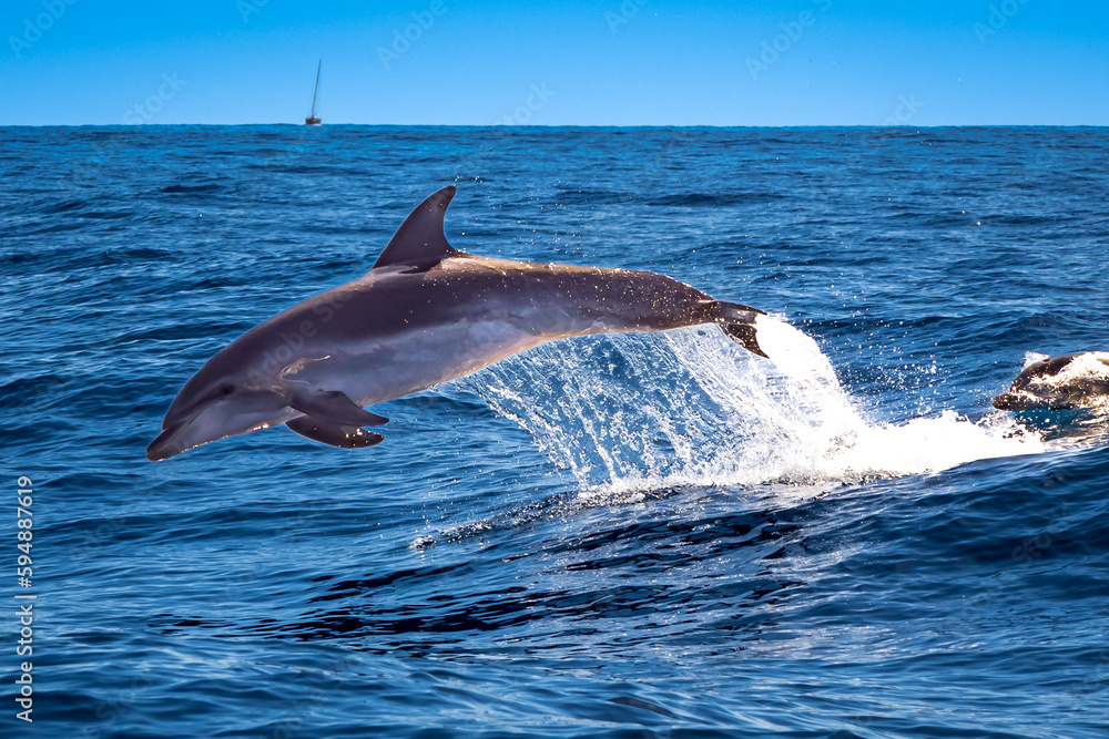 Naklejka premium Bottlenose dolphins put on a lively show, leaping and playing in the wake of a boat as they surf the ocean waves, creating a memorable wildlife experience for those lucky enough to observe them.