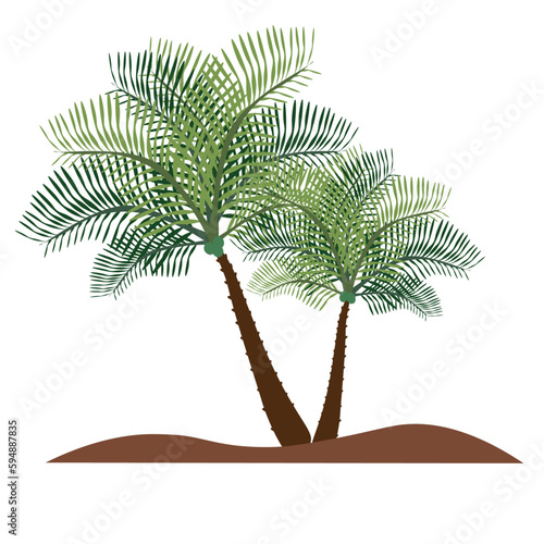 coconut tree on a white background