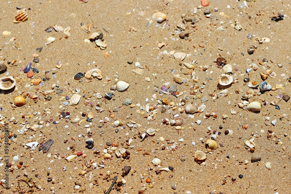 Seashells on the shore of a beach. Selective focus. Seashells on the shore of a beach. Selective focus.
