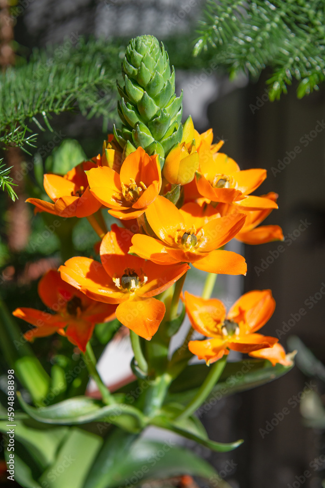 exotic flower in nature. ornithogalum exotic flower in nature. orange color exotic flower