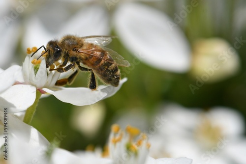 abeille du jardin 26