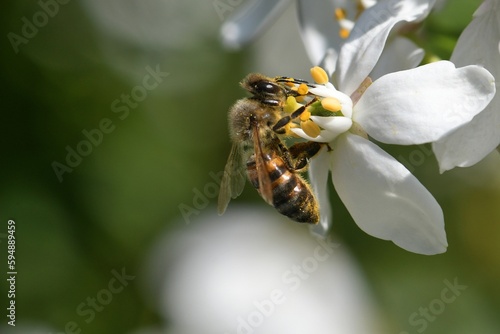 abeille du jardin 25