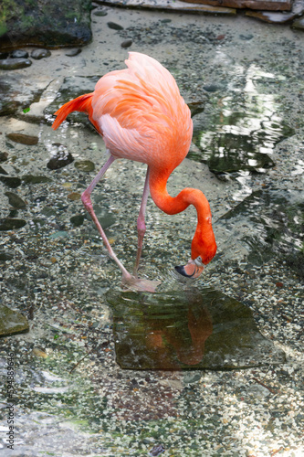 full length photo of flamingo bird in nature. flamingo bird in wildlife. flamingo bird