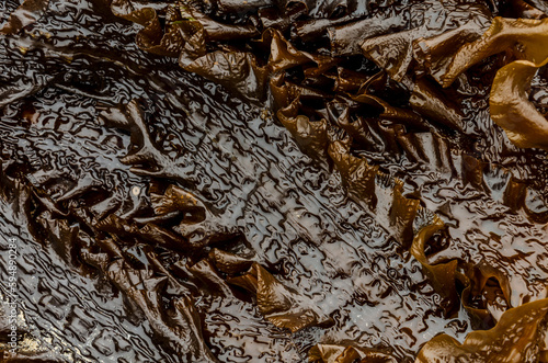 Sugar kelp or Saccharina latissima washed up on the beach at Crawfordsburn County Down Northern Ireland photo