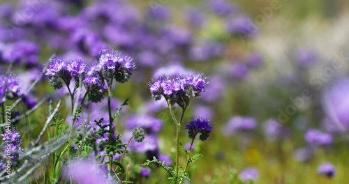 Purple phacelia crenulata wildflowers growing in the Mojave Desert in spring - isolated close up photo