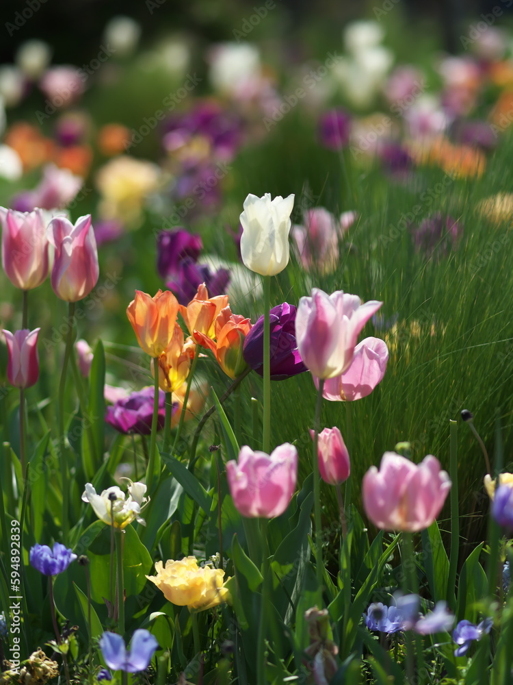 春の庭に咲き誇る色とりどりのチューリップの花々
