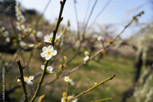 白い梅の花