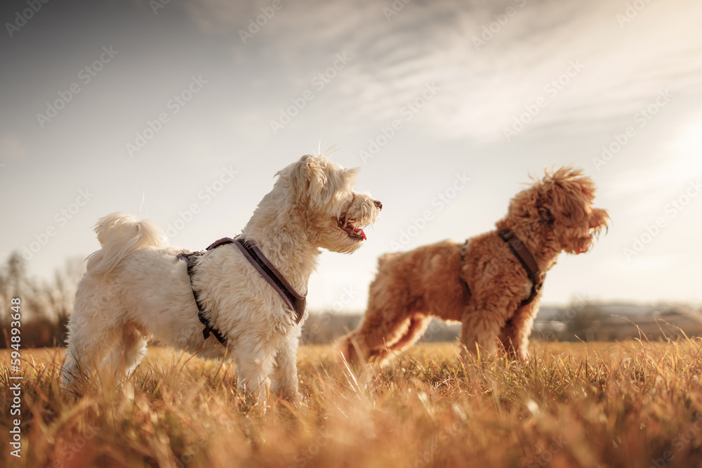 Zwei Hunde schauen was kommt (Malteser & Labradoodle) Zwei Hunde schauen was kommt (Malteser & Labradoodle)