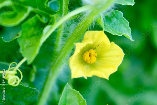 Watermelon Bloom #594894602