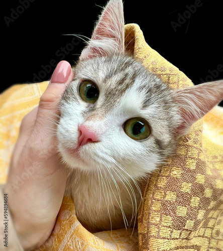 portrait of a kitten