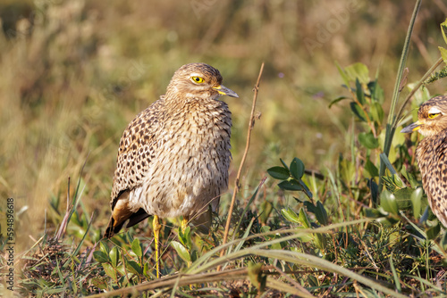 The spotted thick-knee, also known as the spotted dikkop or Cape thick-knee, in South Africa
