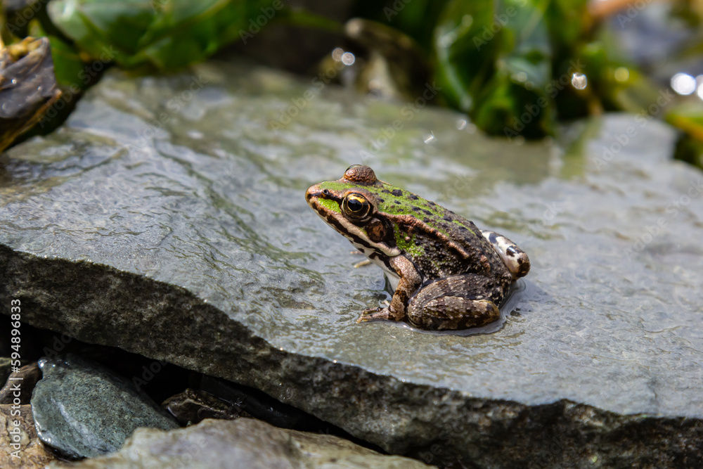 A green frog, Lithobates clamitans, rests on a cameo near a pond A green frog, Lithobates clamitans, rests on a cameo near a pond
