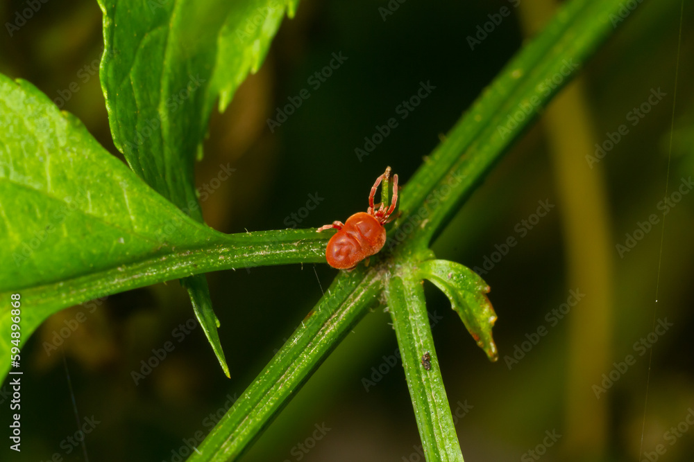 Close up macro Red velvet mite or Trombidiidae in natural environment Close up macro Red velvet mite or Trombidiidae in natural environment