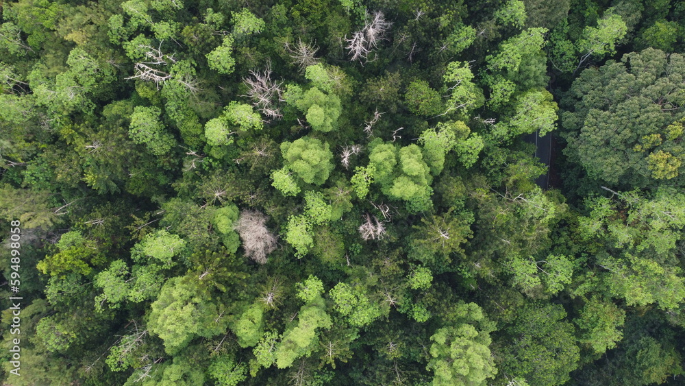 Tropical rainforest bird eye view. Drone view of forest.