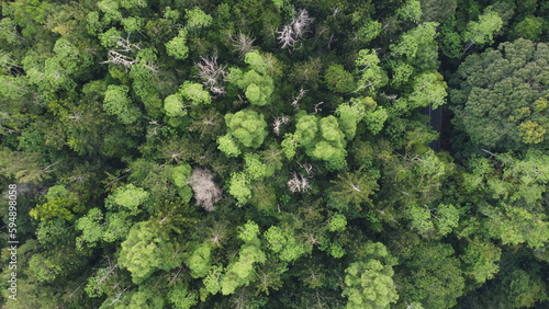 Tropical rainforest bird eye view. Drone view of forest. © Lakshan LG