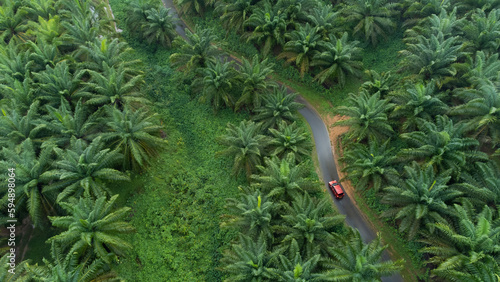Palm oil estate top view. Road with a car among Palm oil estate. Aerial view of beautiful road cuts through the middle of an oil palm plantation in down South Sri Lanka.