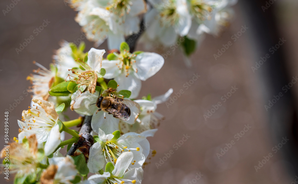 Bee on white flowers on cherry tree Bee on white flowers on cherry tree