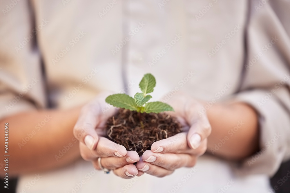 Hands, seedling and woman with business growth for startup company, investment and accountability. Soil, plant and development with start, hope and entrepreneurship for goal, sustainability or future Hands, seedling and woman with business growth for startup company, investment and accountability. Soil, plant and development with start, hope and entrepreneurship for goal, sustainability or future