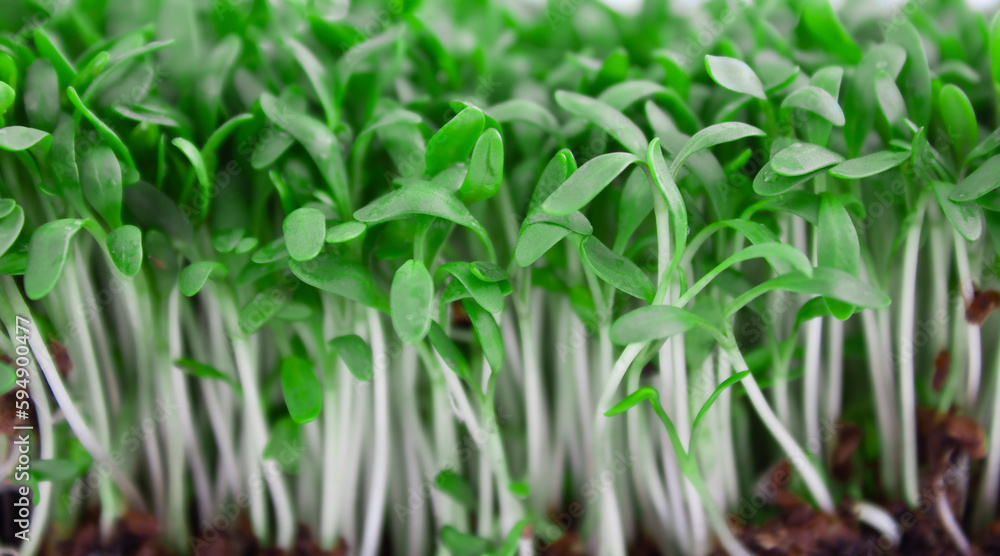 Background of sunflower sprouts. Fresh microgreens, close up. Selective focus. Background of sunflower sprouts. Fresh microgreens, close up. Selective focus.