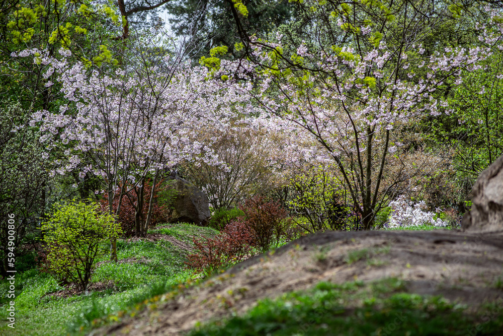 flowers in spring flowers in spring