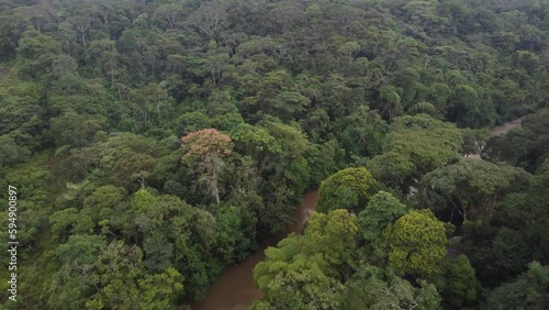 Drone view of flowing river in tropical amazoni green rainforest, 4K shot photo