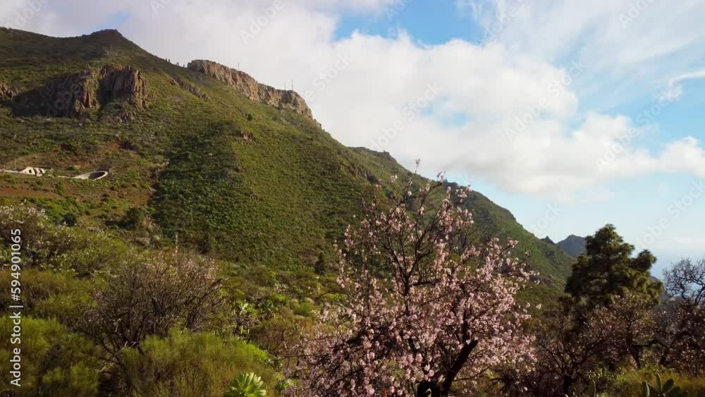 Majestic Tenerife mountain valley and blooming trees, dolly forward view Majestic Tenerife mountain valley and blooming trees, dolly forward view