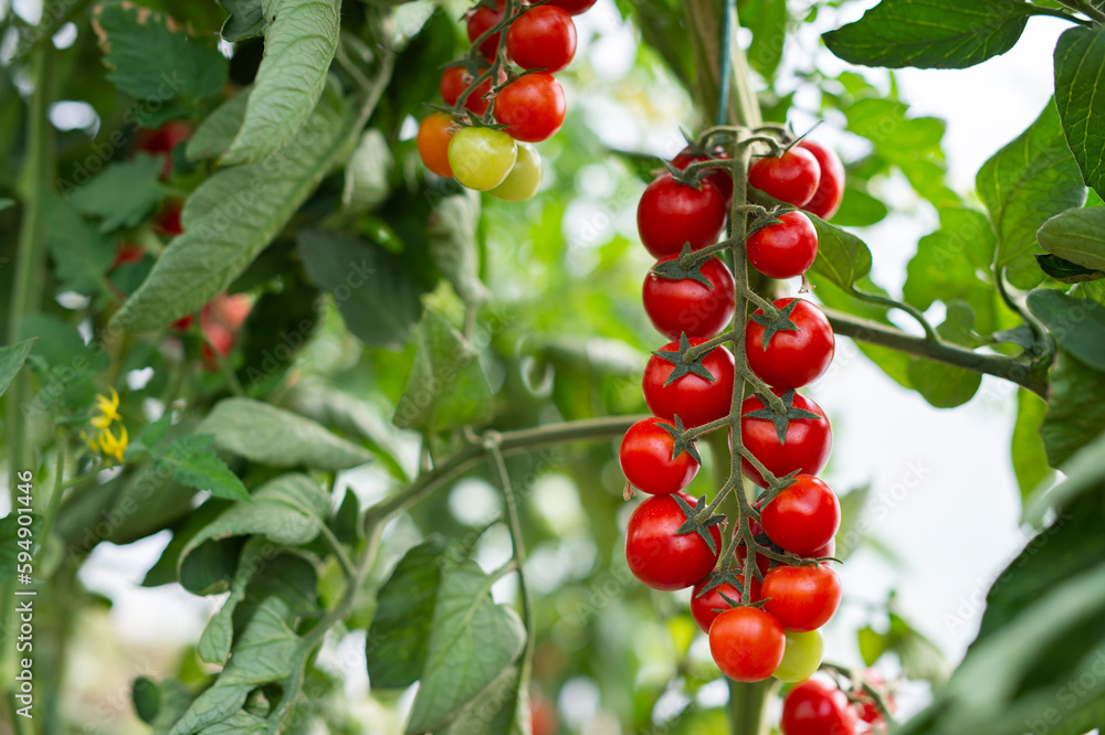 Obraz premium Beautiful red ripe cherry tomatoes