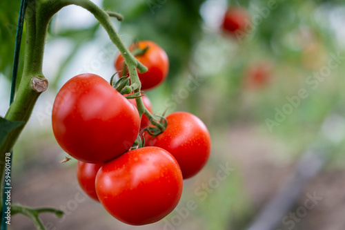 Red tomato in greenhouse