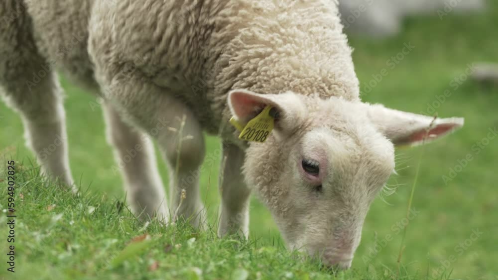 Close up of grazing sheep on Lofoten islands in Norway
Close up of grazing sheep on Lofoten islands in Norway