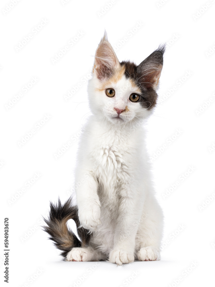 Pretty blue tortie Maine Coon cat kitten, sitting up facing front with one paw playful in air. Looking towards camera. Isolated on a white background.