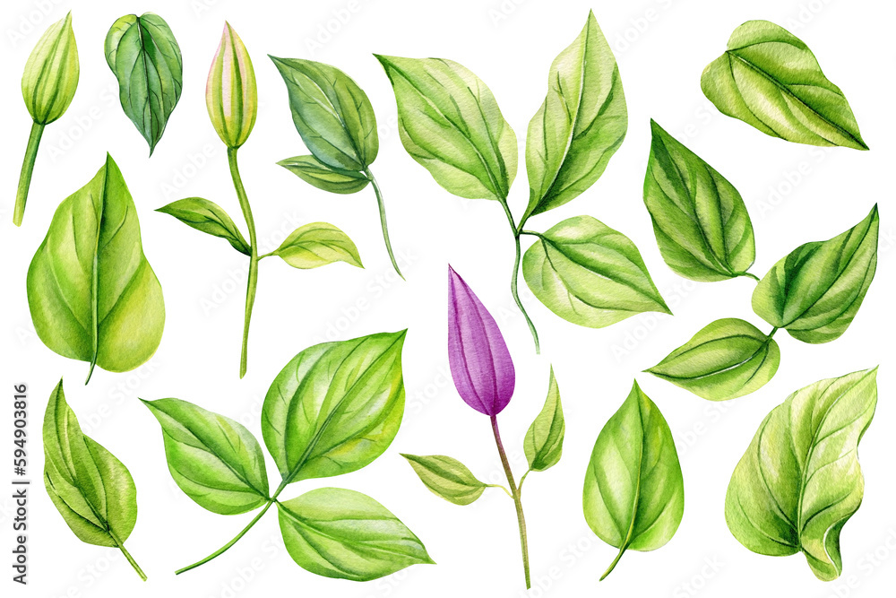 Set green leaves on an isolated white background. Watercolor illustrations. Climates bud and leaf