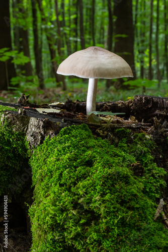 Volvariella gloiocephala is alsno known as big sheath mushroom, rose-gilled grisette or stubble rosegill photo