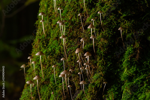 White mushrooms in the forest, Mycena piringa mushrooms © Oleh Marchak