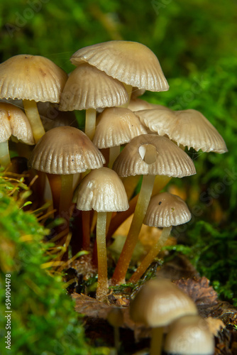 Clustered Bonnet Mycena inclinata growing on a mossy stump