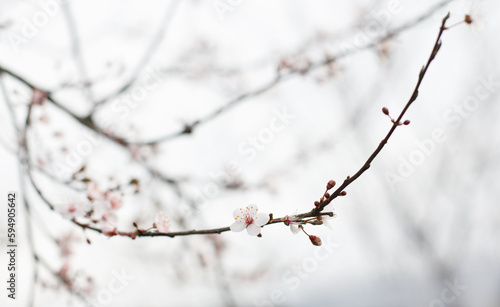 Gentle spring background with white flower